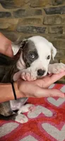 Rico Swavae , a male American Bully for sale in Lenoir, NC – 1 of 10