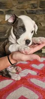 Rico Swavae , a male American Bully for sale in Lenoir, NC – 2 of 10