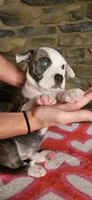 Rico Swavae , a male American Bully for sale in Lenoir, NC – 9 of 10