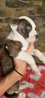 Rico Swavae , a male American Bully for sale in Lenoir, NC – 6 of 10