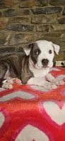 Rico Swavae , a male American Bully for sale in Lenoir, NC – 3 of 10