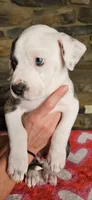 Rico Swavae , a male American Bully for sale in Lenoir, NC – 8 of 10