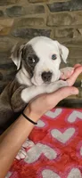 Rico Swavae , a male American Bully for sale in Lenoir, NC – 4 of 10