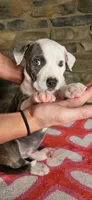 Rico Swavae , a male American Bully for sale in Lenoir, NC – 5 of 10