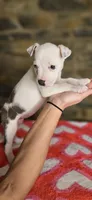 Tortilla , a female American Bully for sale in Lenoir, NC – 4 of 10