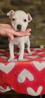 Tortilla , a female American Bully for sale in Lenoir, NC – 5 of 10