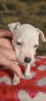 Tortilla , a female American Bully for sale in Lenoir, NC – 10 of 10