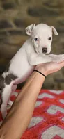 Tortilla , a female American Bully for sale in Lenoir, NC – 2 of 10