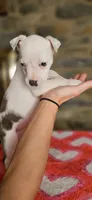 Tortilla , a female American Bully for sale in Lenoir, NC – 9 of 10
