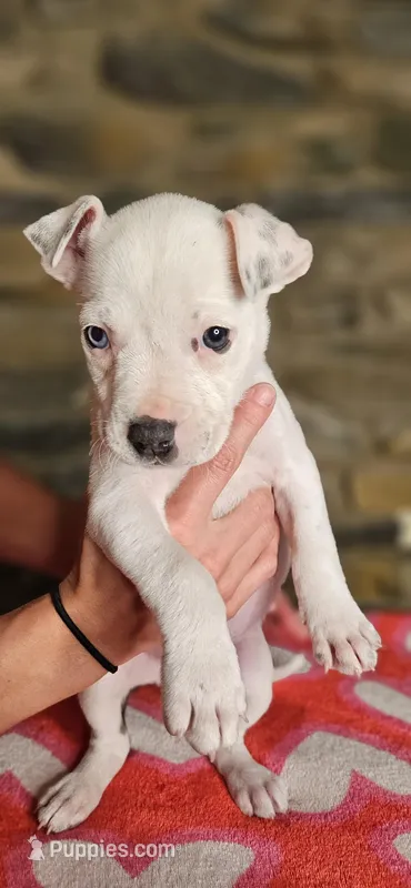 Tortilla  – American Bully puppy for sale in Lenoir, NC