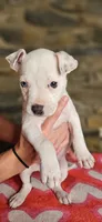 Tortilla , a female American Bully for sale in Lenoir, NC – 1 of 10