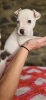 Tortilla , a female American Bully for sale in Lenoir, NC – 6 of 10