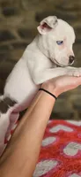 Tortilla , a female American Bully for sale in Lenoir, NC – 7 of 10