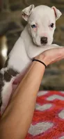 Tortilla , a female American Bully for sale in Lenoir, NC – 8 of 10