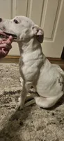 Lilly , a female American Bully for sale in Lenoir, NC – 1 of 5