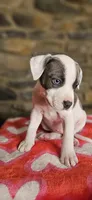 Cookie , a female American Bully for sale in Lenoir, NC – 9 of 10