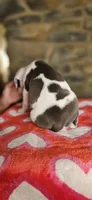 Cookie , a female American Bully for sale in Lenoir, NC – 10 of 10