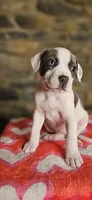 Cookie , a female American Bully for sale in Lenoir, NC – 6 of 10