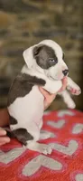 Cookie , a female American Bully for sale in Lenoir, NC – 8 of 10