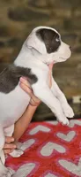Cookie , a female American Bully for sale in Lenoir, NC – 3 of 10