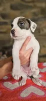 Cookie , a female American Bully for sale in Lenoir, NC – 5 of 10
