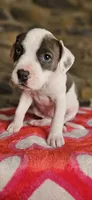 Cookie , a female American Bully for sale in Lenoir, NC – 2 of 10