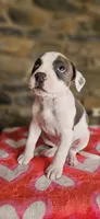 Cookie , a female American Bully for sale in Lenoir, NC – 7 of 10