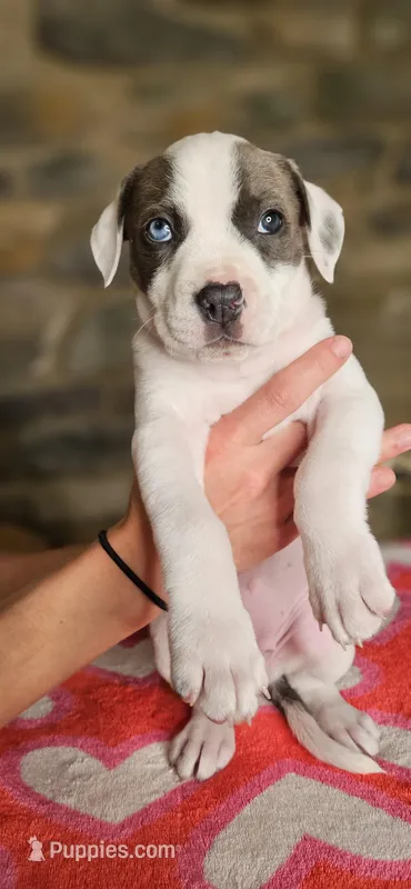 Cookie  – American Bully puppy for sale in Lenoir, NC