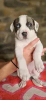 Cookie , a female American Bully for sale in Lenoir, NC – 1 of 10