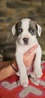Cookie , a female American Bully for sale in Lenoir, NC – 4 of 10
