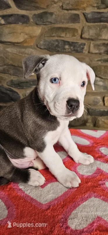 Eeore – American Bully puppy for sale in Lenoir, NC