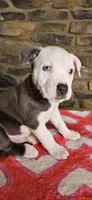 Eeore, a male American Bully for sale in Lenoir, NC – 1 of 10