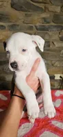 Eeore, a male American Bully for sale in Lenoir, NC – 4 of 10
