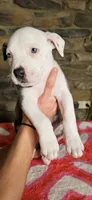 Eeore, a male American Bully for sale in Lenoir, NC – 6 of 10