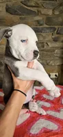 Eeore, a male American Bully for sale in Lenoir, NC – 5 of 10
