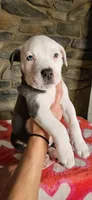 Eeore, a male American Bully for sale in Lenoir, NC – 8 of 10