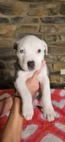 Eeore, a male American Bully for sale in Lenoir, NC – 2 of 10