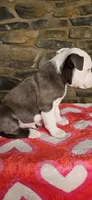 Eeore, a male American Bully for sale in Lenoir, NC – 10 of 10