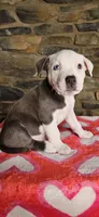 Eeore, a male American Bully for sale in Lenoir, NC – 3 of 10