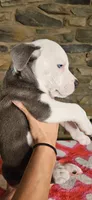 Eeore, a male American Bully for sale in Lenoir, NC – 7 of 10