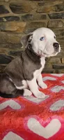 Eeore, a male American Bully for sale in Lenoir, NC – 9 of 10