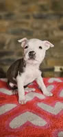 Takito 2.0, a female American Bully for sale in Lenoir, NC – 5 of 10