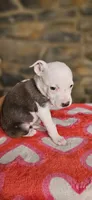 Takito 2.0, a female American Bully for sale in Lenoir, NC – 8 of 10