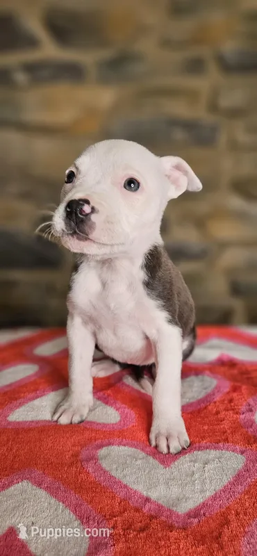 Takito 2.0 – American Bully puppy for sale in Lenoir, NC