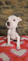Takito 2.0, a female American Bully for sale in Lenoir, NC – 1 of 10