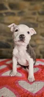 Takito 2.0, a female American Bully for sale in Lenoir, NC – 4 of 10