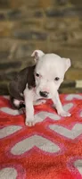 Takito 2.0, a female American Bully for sale in Lenoir, NC – 2 of 10