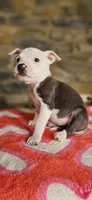 Takito 2.0, a female American Bully for sale in Lenoir, NC – 9 of 10