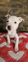 Takito 2.0, a female American Bully for sale in Lenoir, NC – 10 of 10