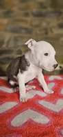 Takito 2.0, a female American Bully for sale in Lenoir, NC – 3 of 10